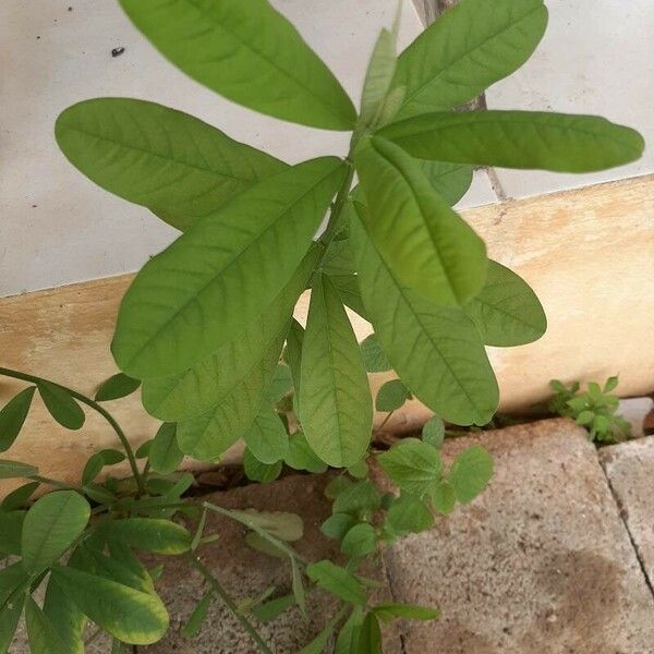 Crotalaria retusa Φύλλο