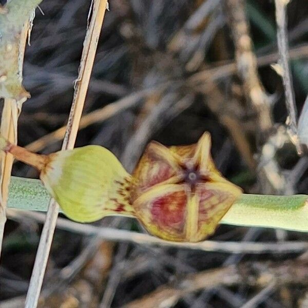 Ceropegia aristolochioides Kvet