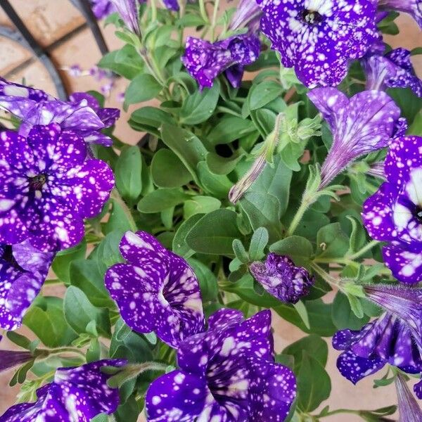 Petunia × atkinsiana Flor