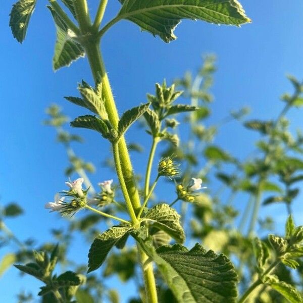 Hyptis suaveolens Flower