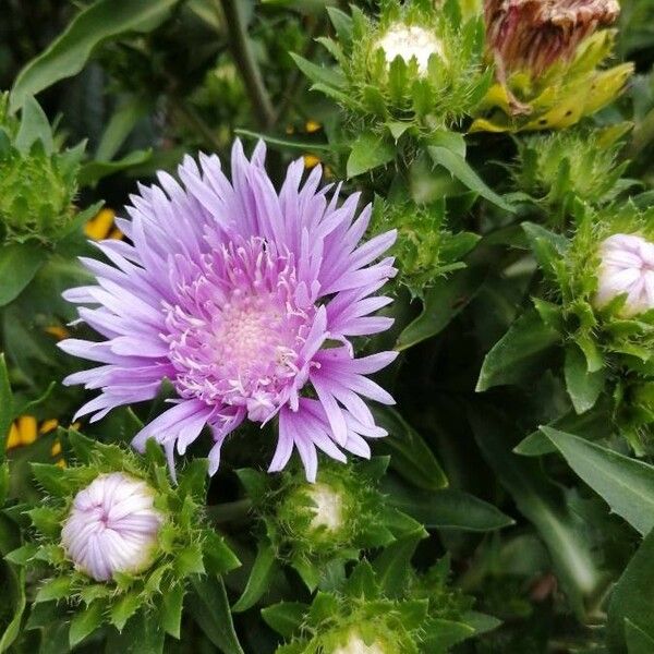 Stokesia laevis Flors