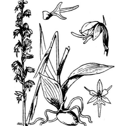 Herminium monorchis अन्य