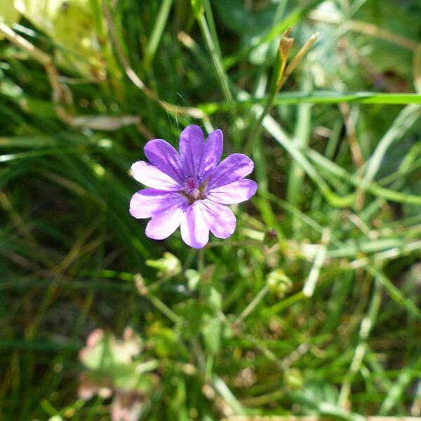 Geranium pyrenaicum Blüte