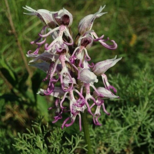 Orchis simia Blomst