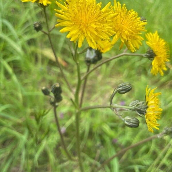 Crepis vesicaria Flower