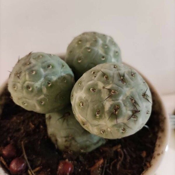 Tephrocactus alexanderi 葉