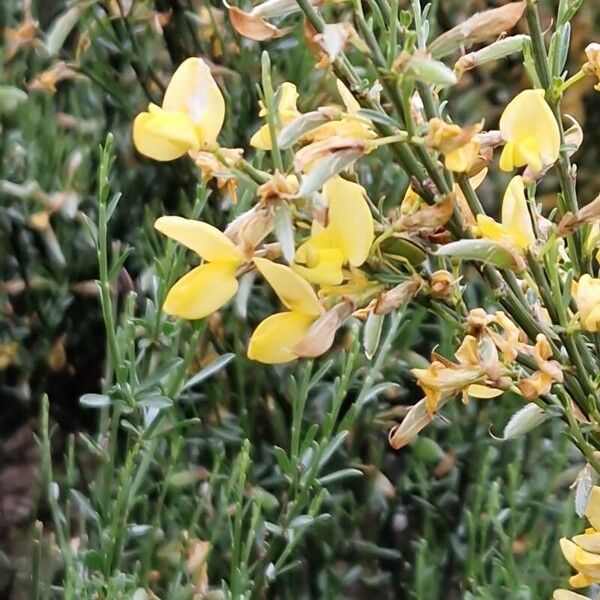 Genista cinerea Flower