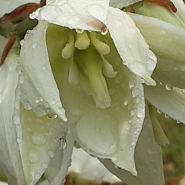 Yucca filamentosa Květ