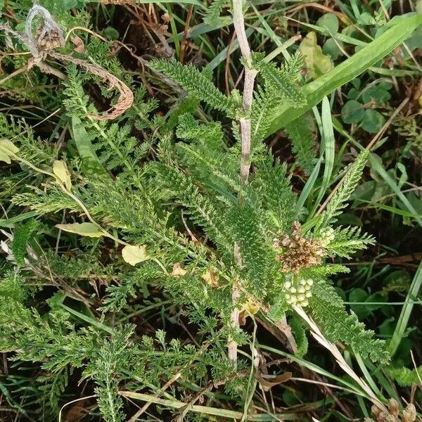 Achillea nobilis عادت داشتن