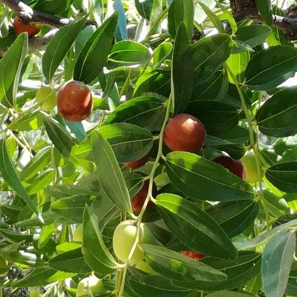 Ziziphus jujuba Fruit