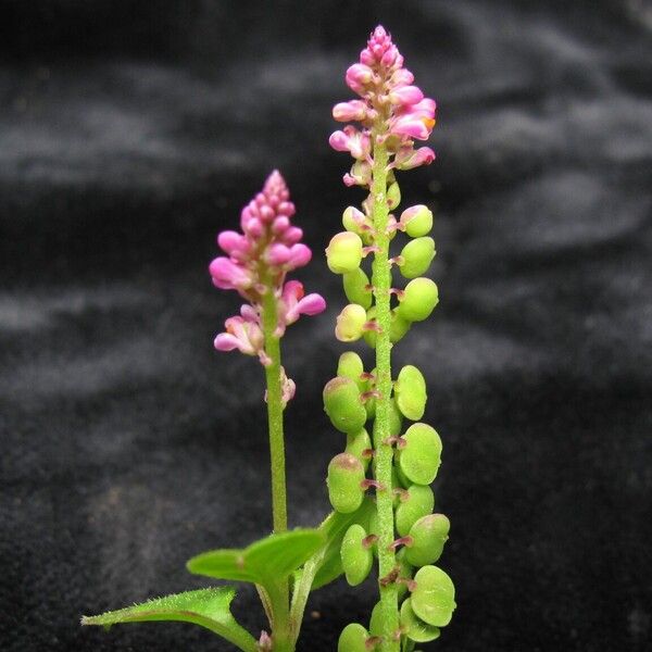 Polygala tatarinowii