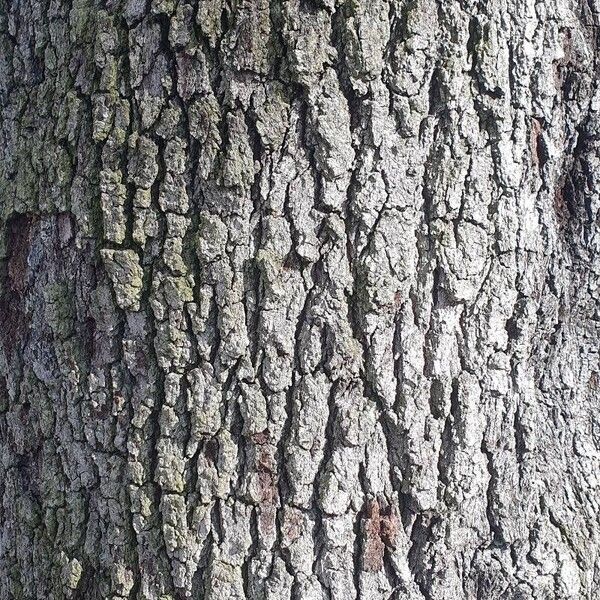 Quercus virginiana Bark