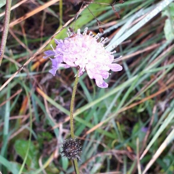 Scabiosa columbaria Floro