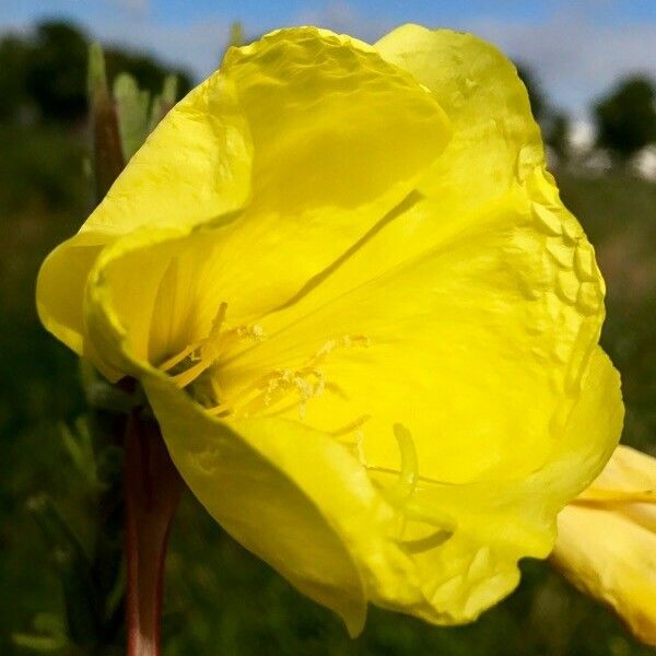 Oenothera biennis Λουλούδι