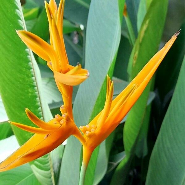 Heliconia psittacorum Flower