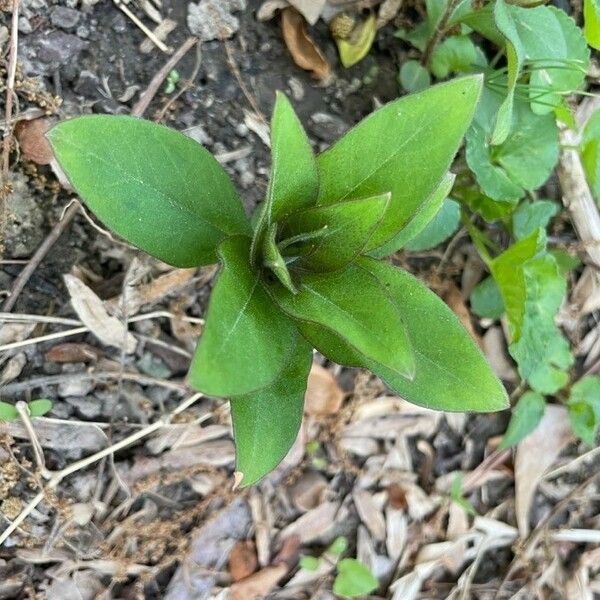 Lysimachia clethroides Leaf