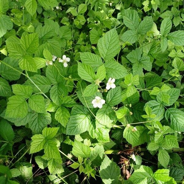 Rubus caesius Habitat