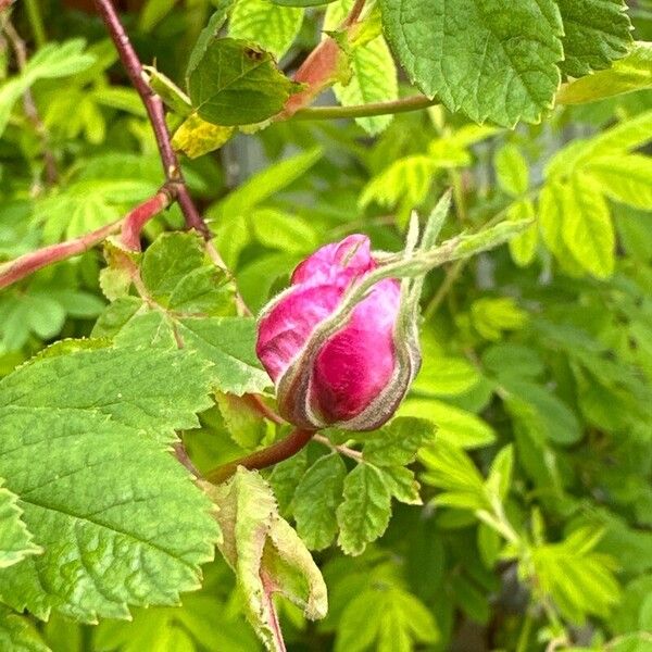 Rosa majalis फूल