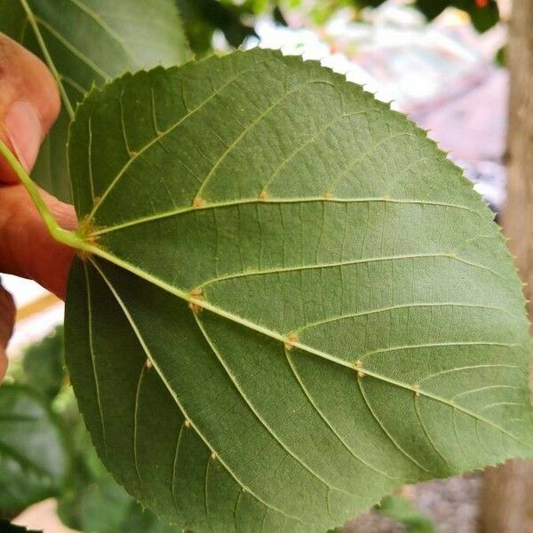 Tilia americana Blad