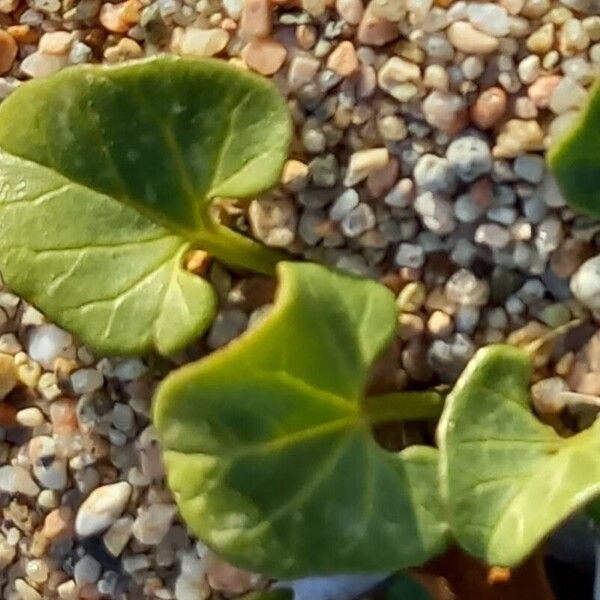 Calystegia soldanella Yaprak