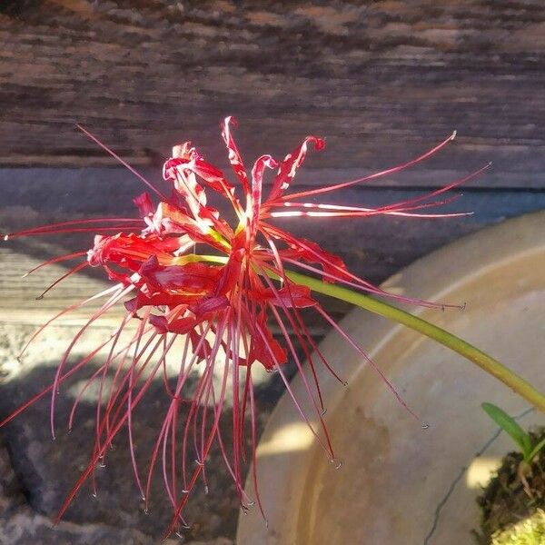 Lycoris radiata Bloem