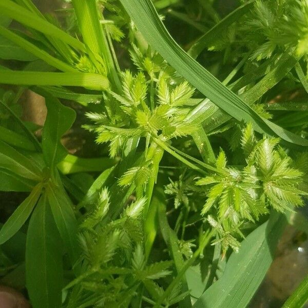 Cyperus compressus Blomst