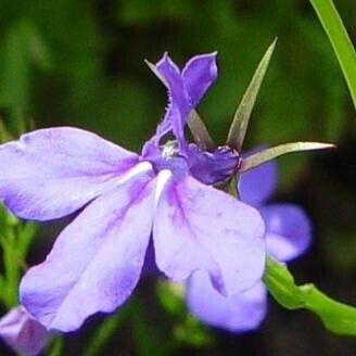 Lobelia erinus Flower