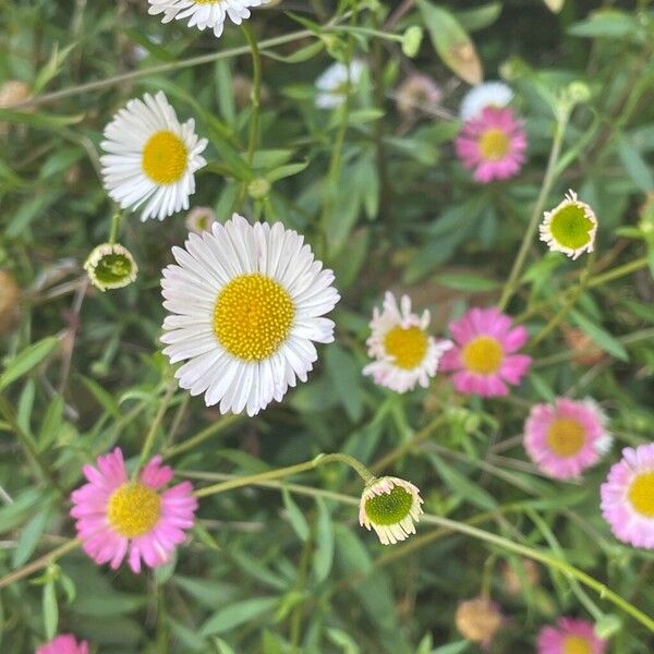 Erigeron karvinskianus Flor