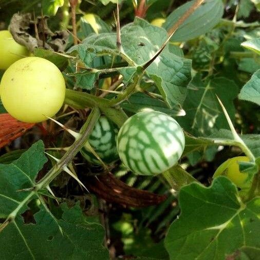 Solanum virginianum Frucht