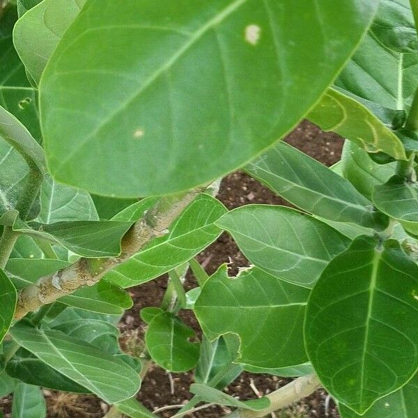 Calotropis gigantea List