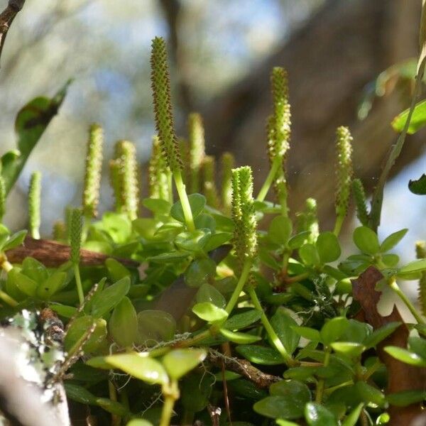 Peperomia tetraphylla Flor