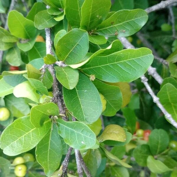 Malpighia glabra Blatt