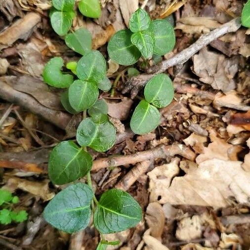 Mitchella repens Blad