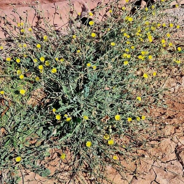 Launaea nudicaulis Hábitos