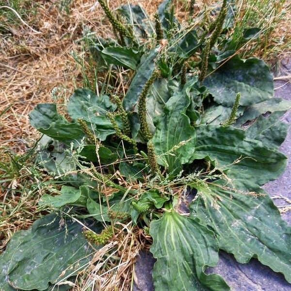 Plantago major Celota