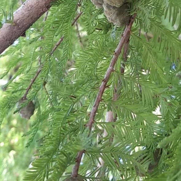 Taxodium distichum Hedelmä