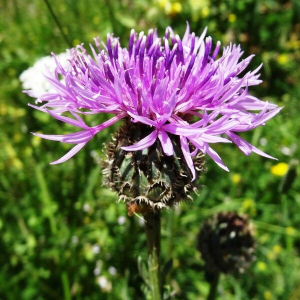 Centaurea scabiosa Flower