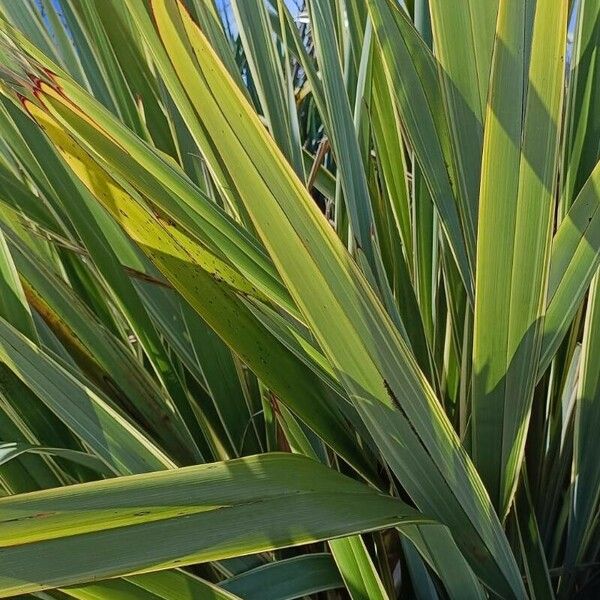 Phormium tenax Leaf