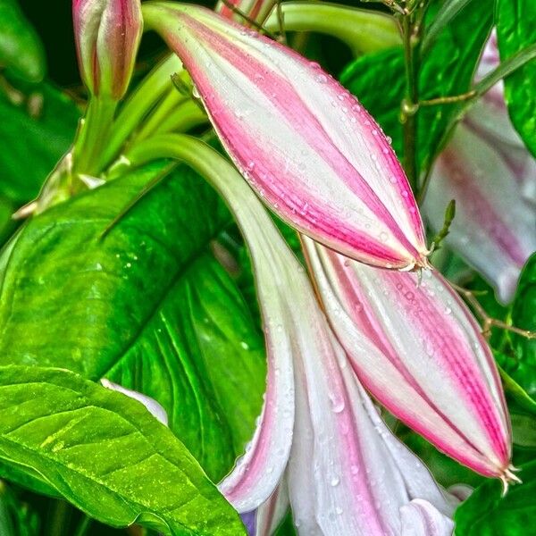 Crinum latifolium Bloem