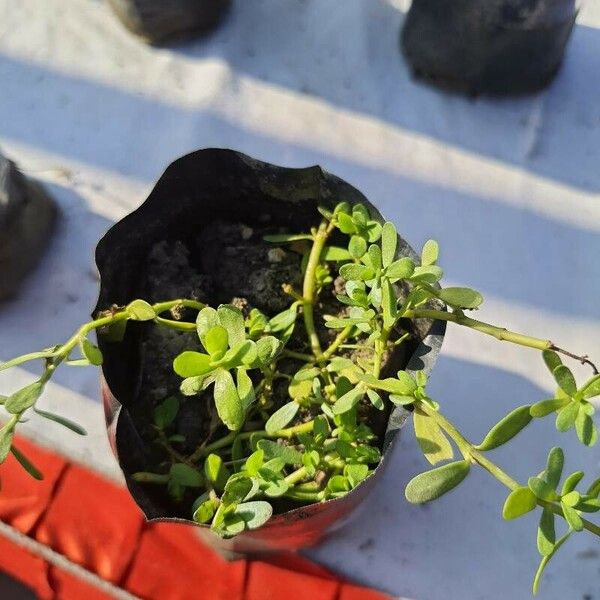 Bacopa monnieri Leaf