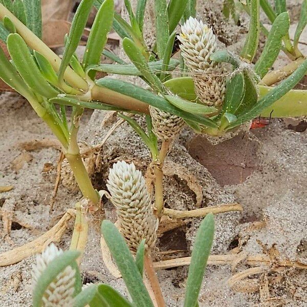 Gomphrena vermicularis Flower