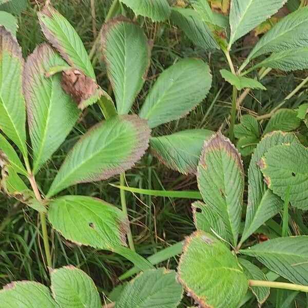 Rodgersia aesculifolia Leaf