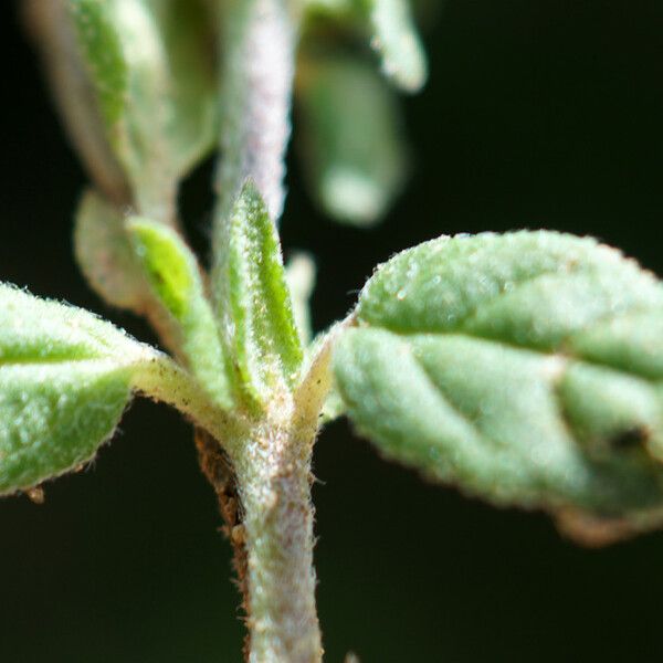 Helianthemum aegyptiacum 葉