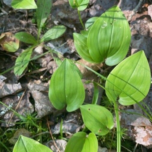 Maianthemum canadense Hostoa