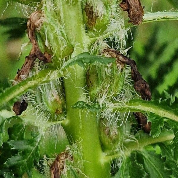 Pedicularis foliosa Bark