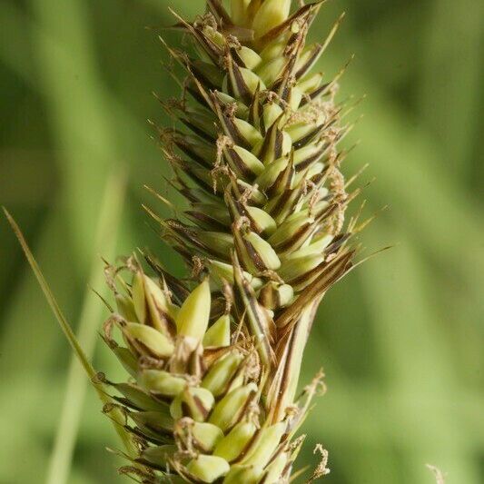 Carex buxbaumii 果實