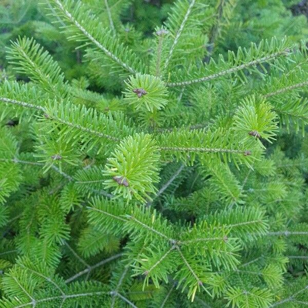 Abies balsamea Leht