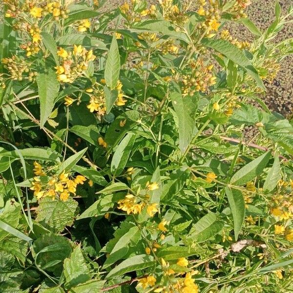 Lysimachia vulgaris Habitat