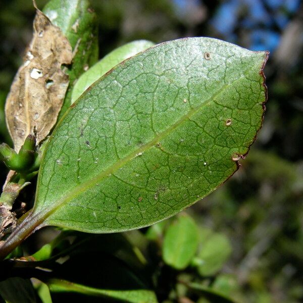 Gynochthodes montana Leaf