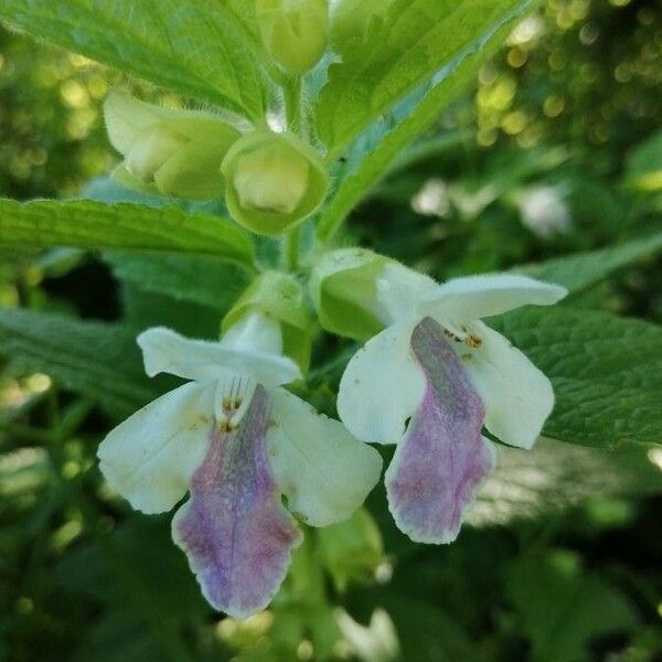 Melittis melissophyllum Cvet